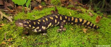 salamander