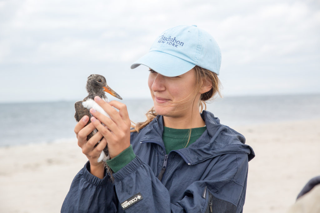 Long_Island_Tagging_HillaryEggers_Audubon-0136