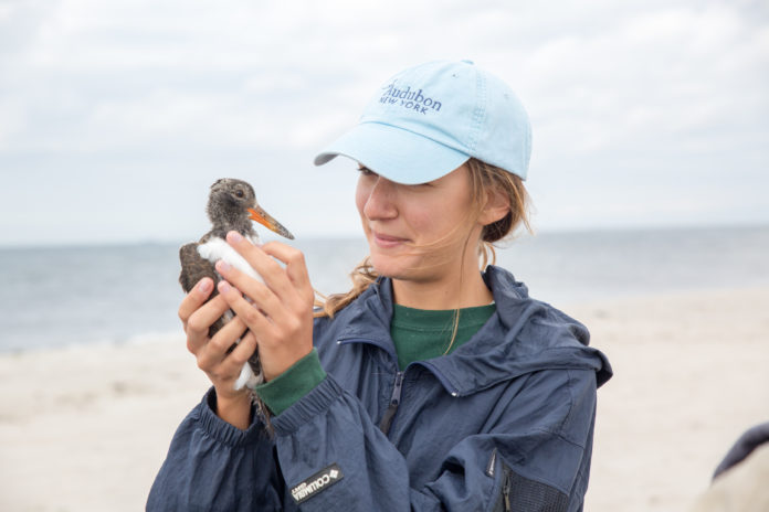 Long_Island_Tagging_HillaryEggers_Audubon-0136