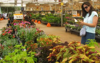 Starr-120613-9644-Plectranthus_scutellarioides-habit_view_nursery_with_Kim-Walmart_Nursery_Kahului-Maui_(25118886256)