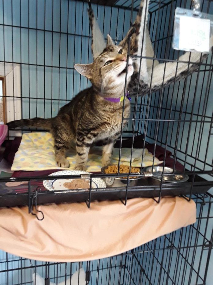 Last 5 Cats at Shelter Being Evicted Among Pets Up for Adoption on Long