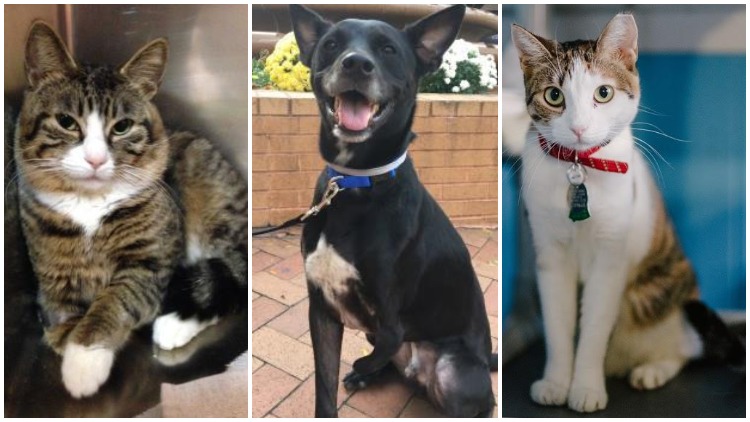 Dog in Shelter Since 2017 Among Pets Up For Adoption on ...