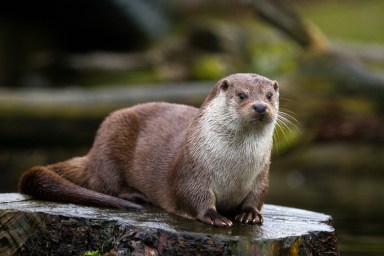 Otter