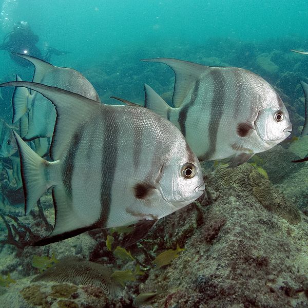 600px Atlantic Spadefish PLW edit