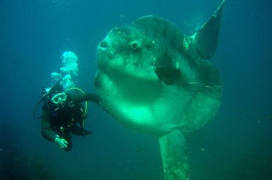 800px-Bump_head_sunfish