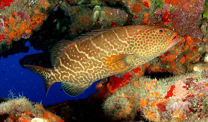 800px Tiger grouper