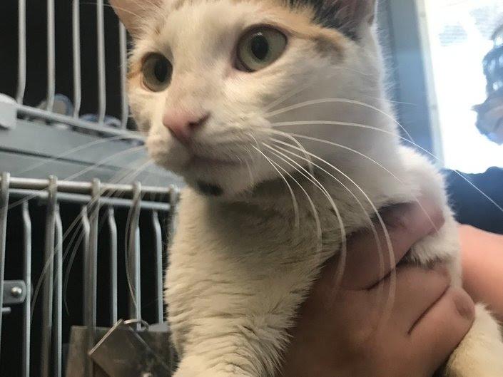 Huntington Shelter Cats