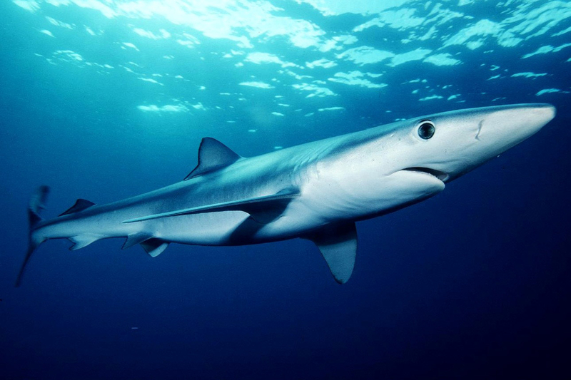 blue shark prionace glauca 800