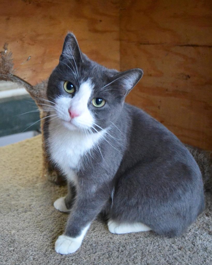 little shelter meenie