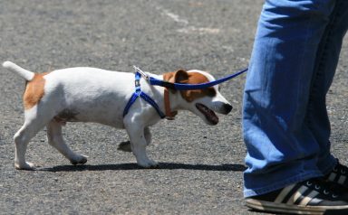 jack-russell-pup (1)