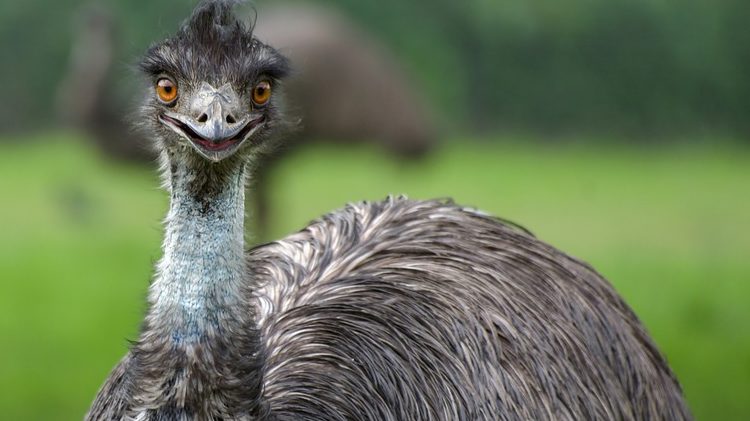 EMU 1