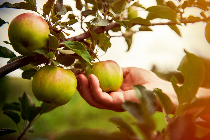 Gardener hand picking green apple
