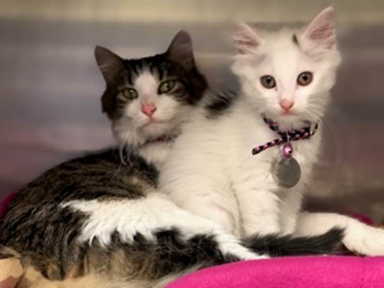 angelina and angelica