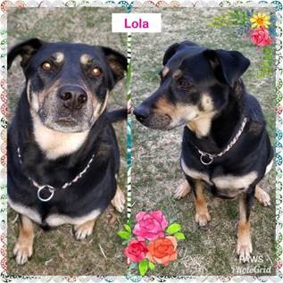 lola 1