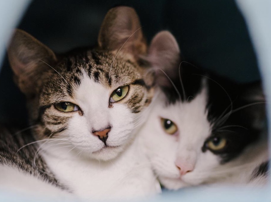 b0c553b8 3c36 4007 8cde 82eac841da5a