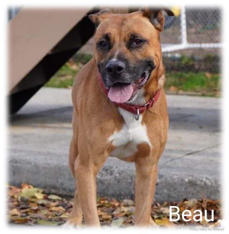 Beau