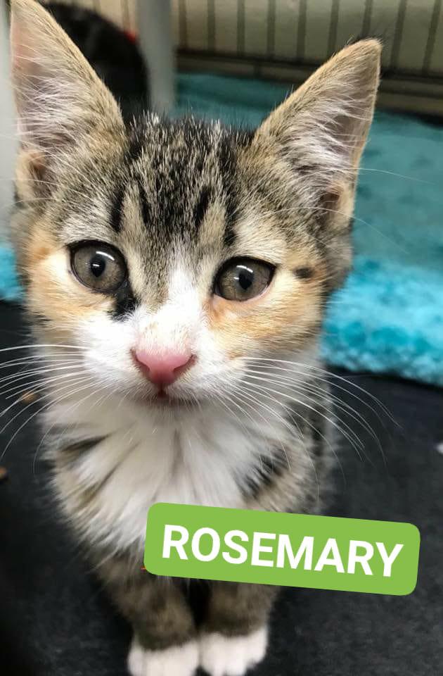 rosemary