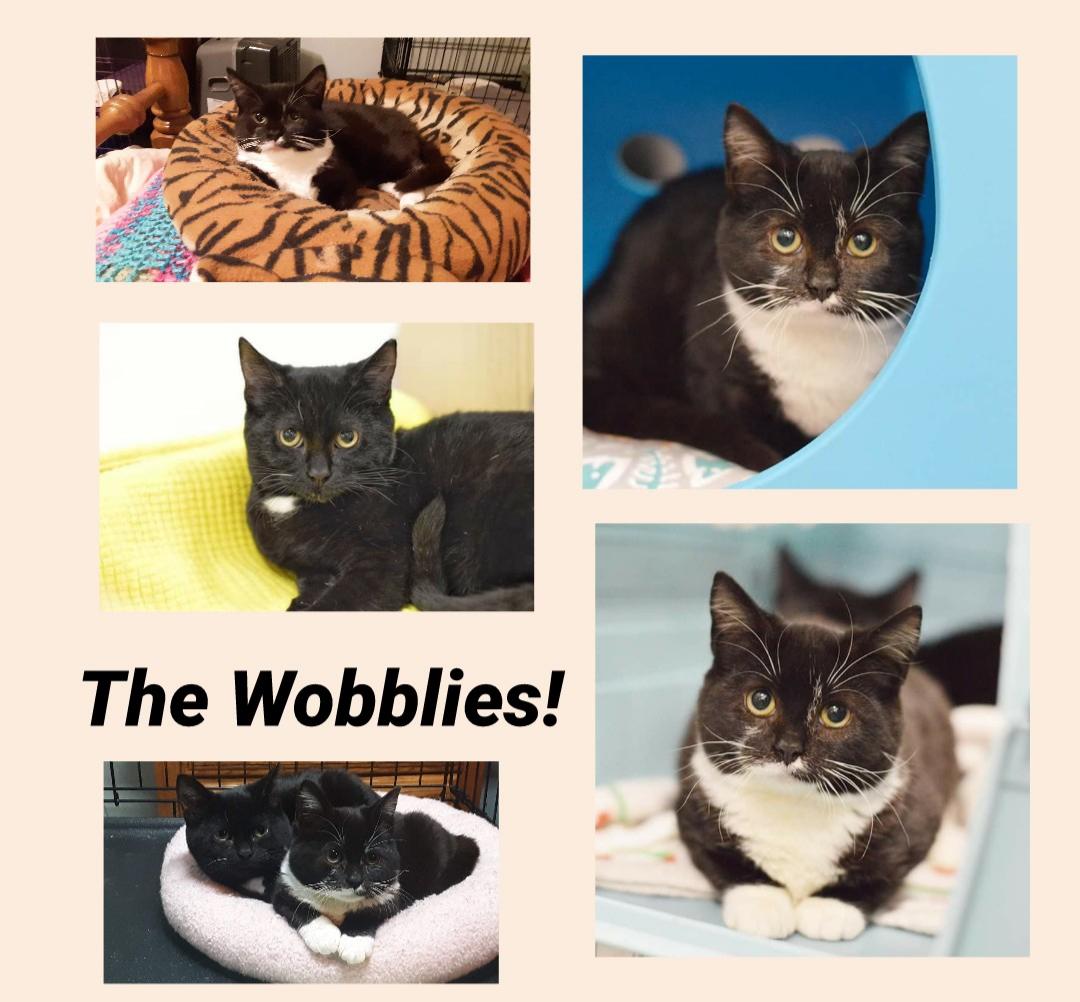 The Wobblies