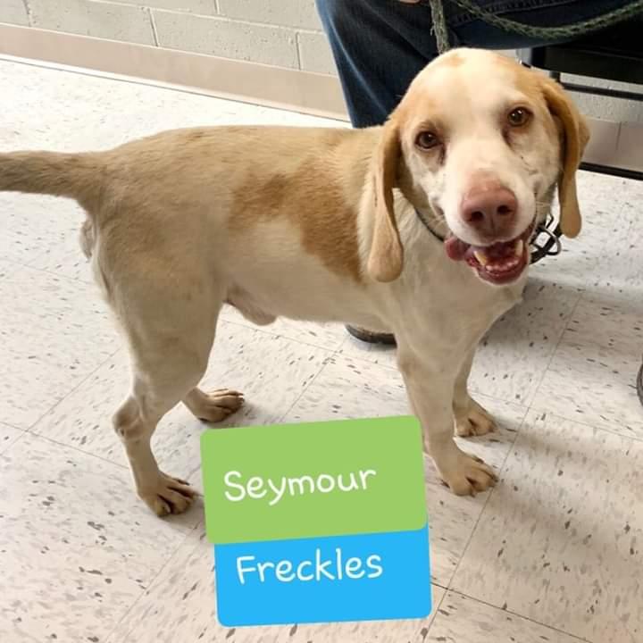 seymour freckles