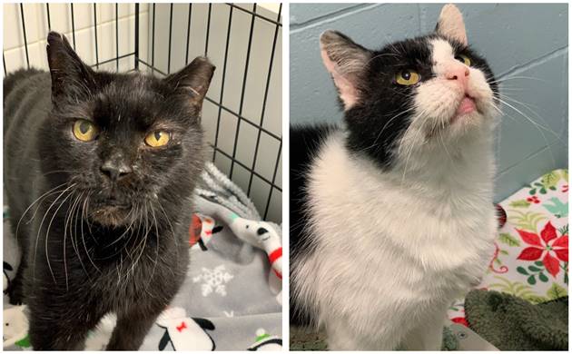 captain kirk and chester