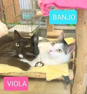 Viola and Banjo