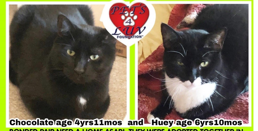 huey and chocolate 1