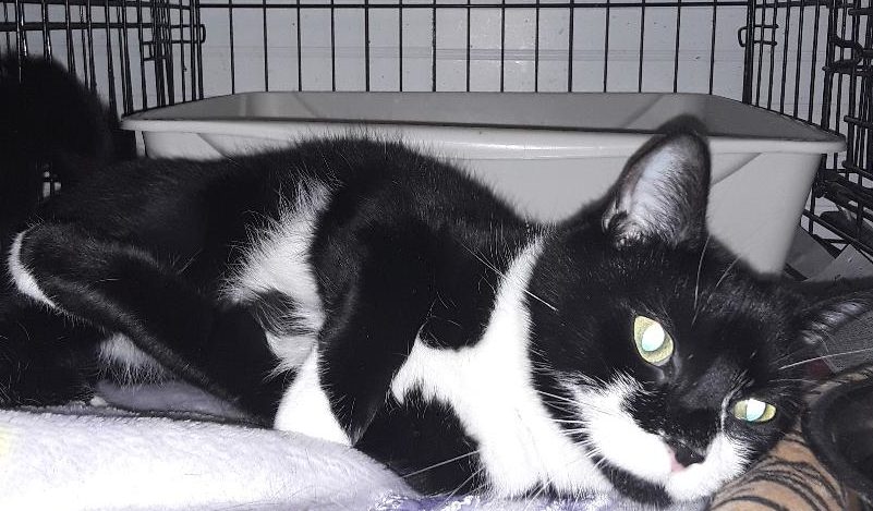 mercedes e1589633232239