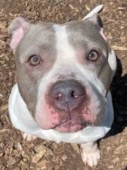 queen e1589634195264