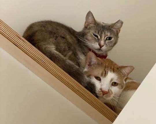 tangerine and tootsie