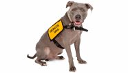 What Is The Difference Between A Service Dog Therapy Pet And