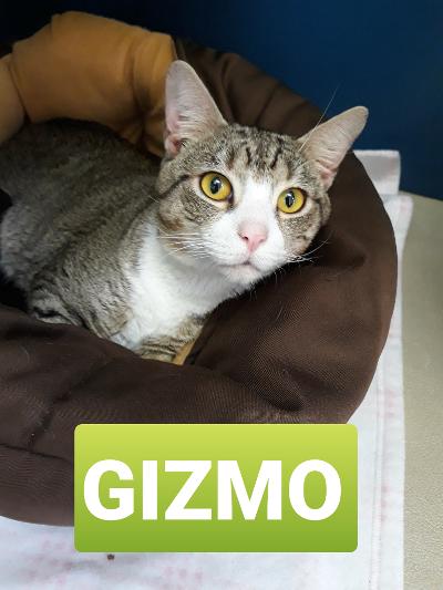 Gizmo 1