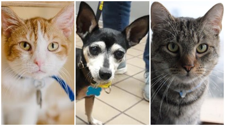 12 Cats, Dogs in Long Island Animal Shelters Hoping For A Lifeline