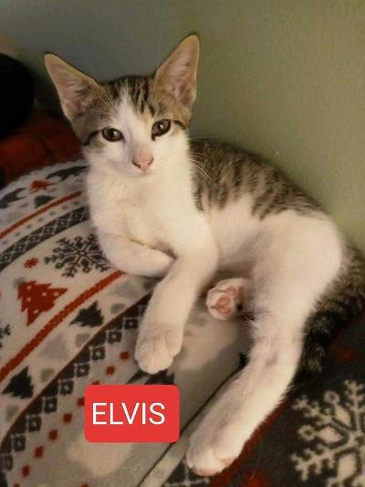 Elvis