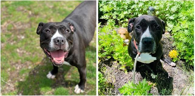 senior pets