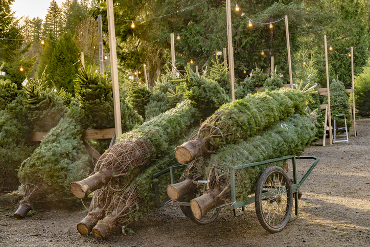 Find A Perfect Christmas Tree On These Long Island Farms