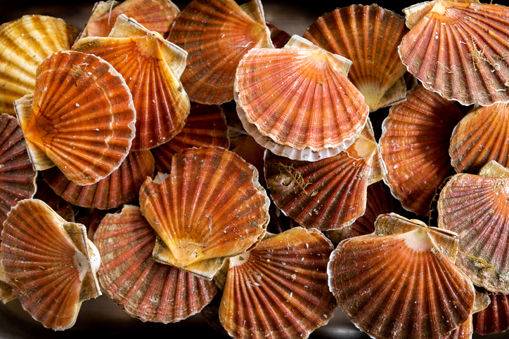An overhead view of twnty scallops in a metal dish