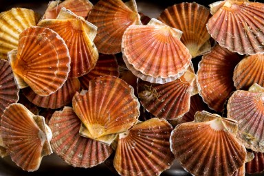 An overhead view of twnty scallops in a metal dish