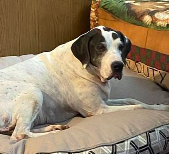 senior pets