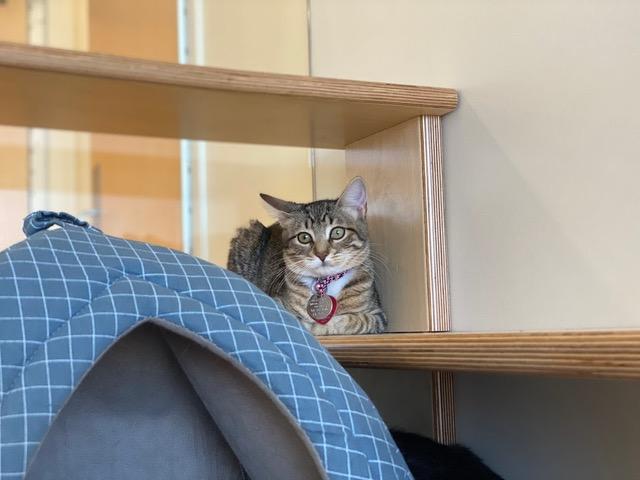 Lila