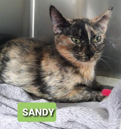 Sandy
