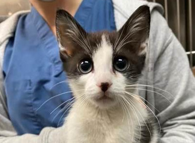 pet adoption