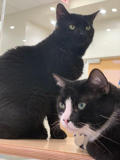 Fritz and Ellie Copy