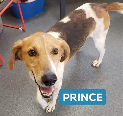 Prince