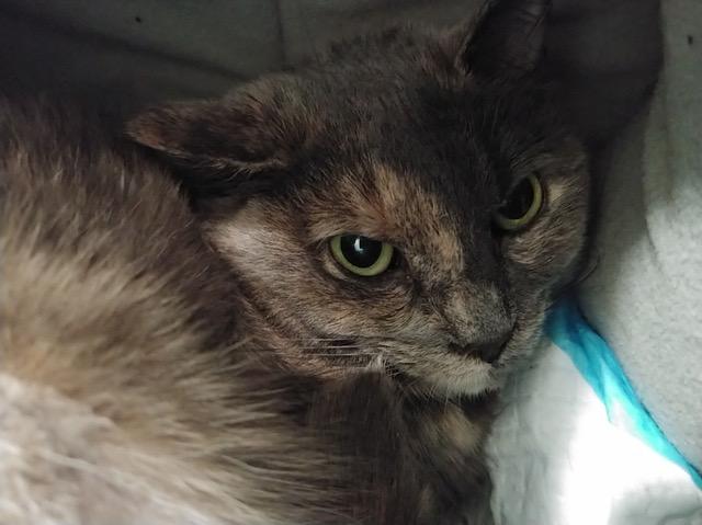 Asia