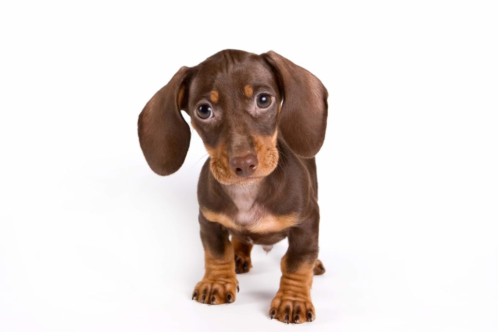 pet selling fraud