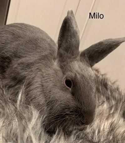 Milo