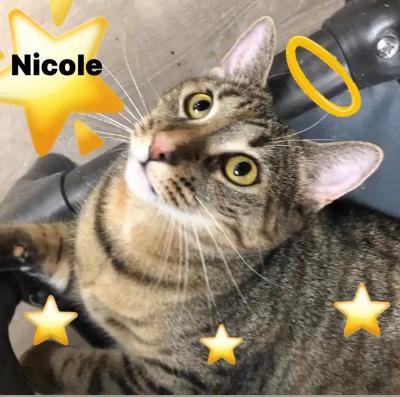 Nicole Copy