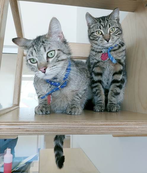 Beanie and Boomer