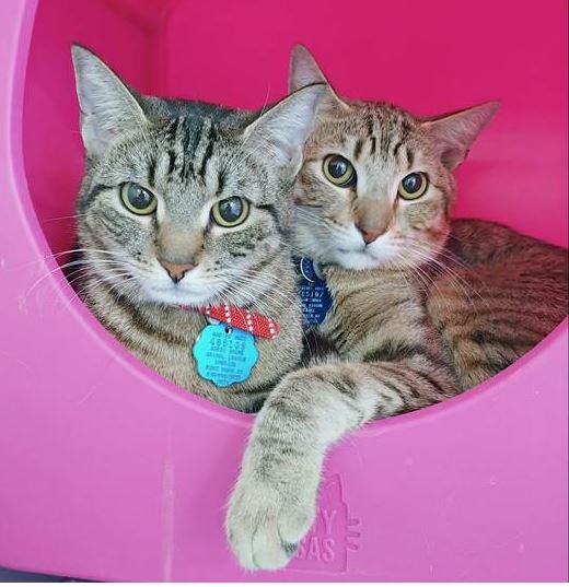 Bear and Cleopatra