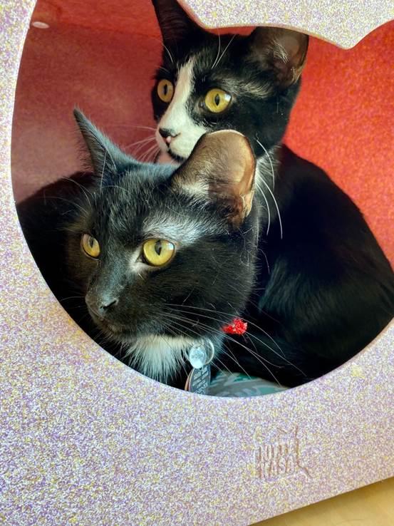Franny and Tessi